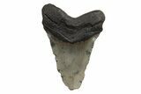 Fossil Megalodon Tooth - North Carolina #245888-2